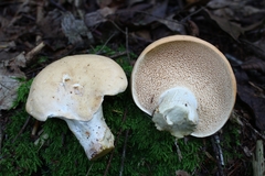 Hydnum subolympicum