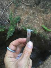 Naviculales