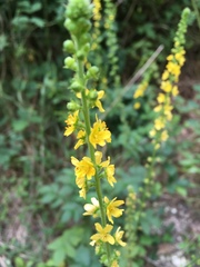 Agrimonia eupatoria