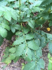 Agrimonia eupatoria