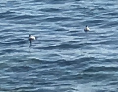 Podiceps occipitalis