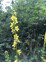 Agrimonia eupatoria