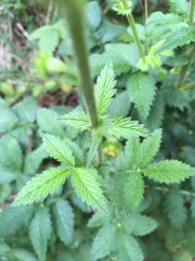 Agrimonia eupatoria