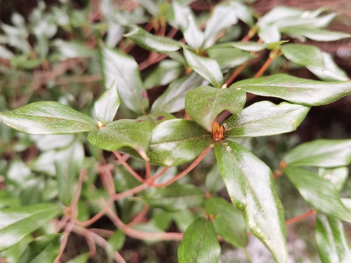 Rhododendron tashiroi iNat (3)