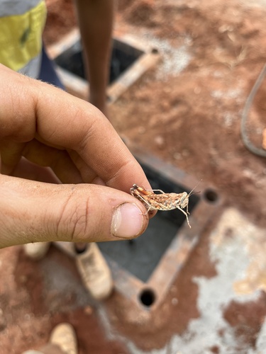 Common Urnisa