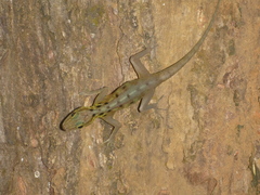 Cnemaspis boulengeri