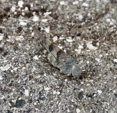 Sphingonotus haitensis