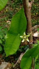 Passiflora sexocellata