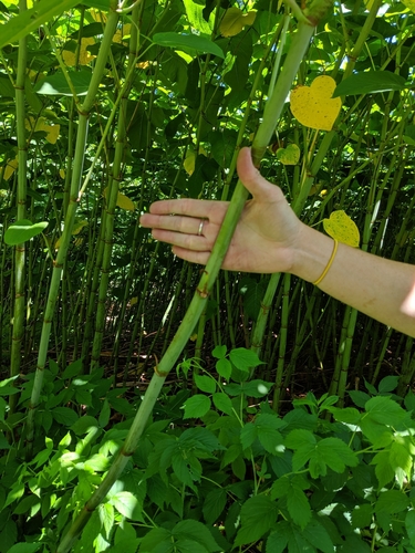 Giant Knotweed