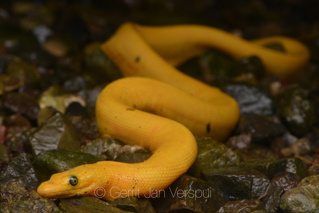 True sea snakes