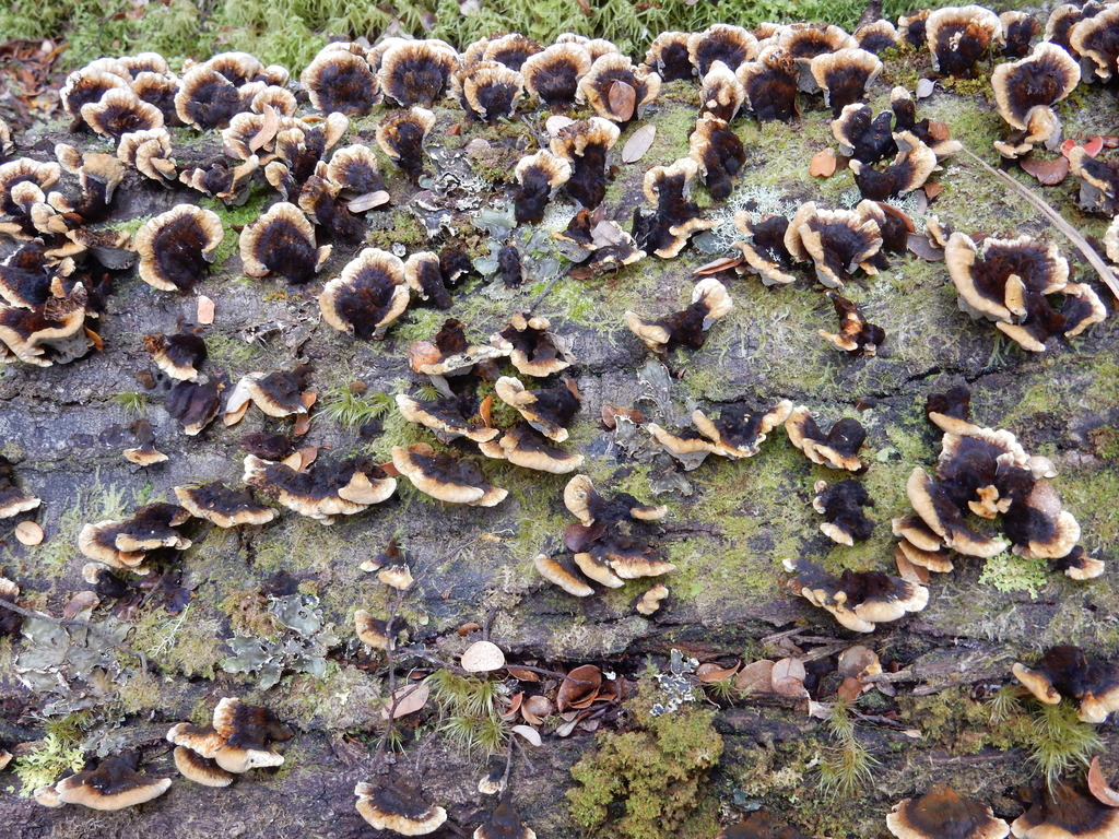 Inonotus nothofagi · March 2025 · photo: © rayjackson (iNaturalist, cc-by)