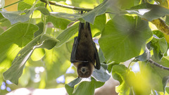 Vanuatu Flying Fox photo 1