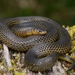 Godman's Earth Snake - Photo (c) Gert Jan Verspui, some rights reserved (CC BY-NC), uploaded by Gert Jan Verspui