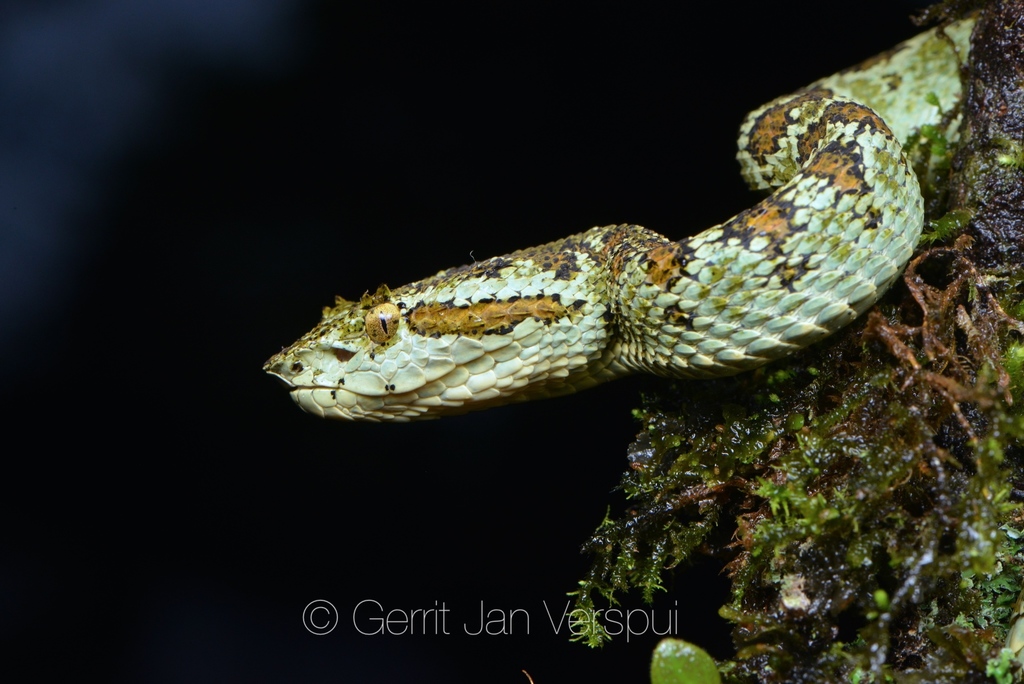 Blotched Palm-Pitviper