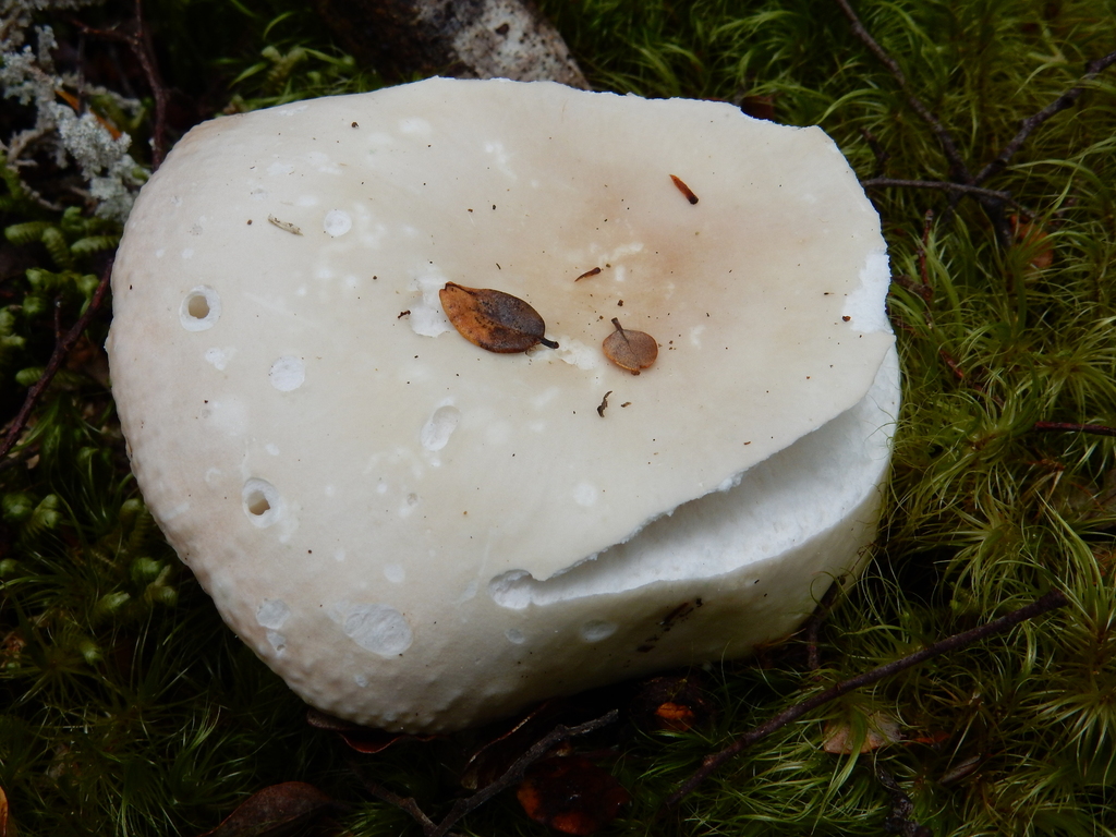 Russula purpureotincta · March 2025 · photo: © rayjackson (iNaturalist, cc-by)