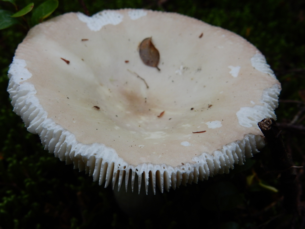 Russula purpureotincta · March 2025 · photo: © rayjackson (iNaturalist, cc-by)