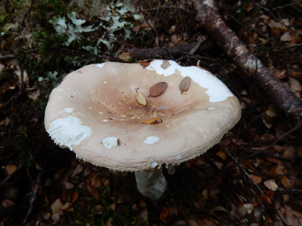 Russula purpureotincta · March 2025 · photo: © rayjackson (iNaturalist, cc-by)