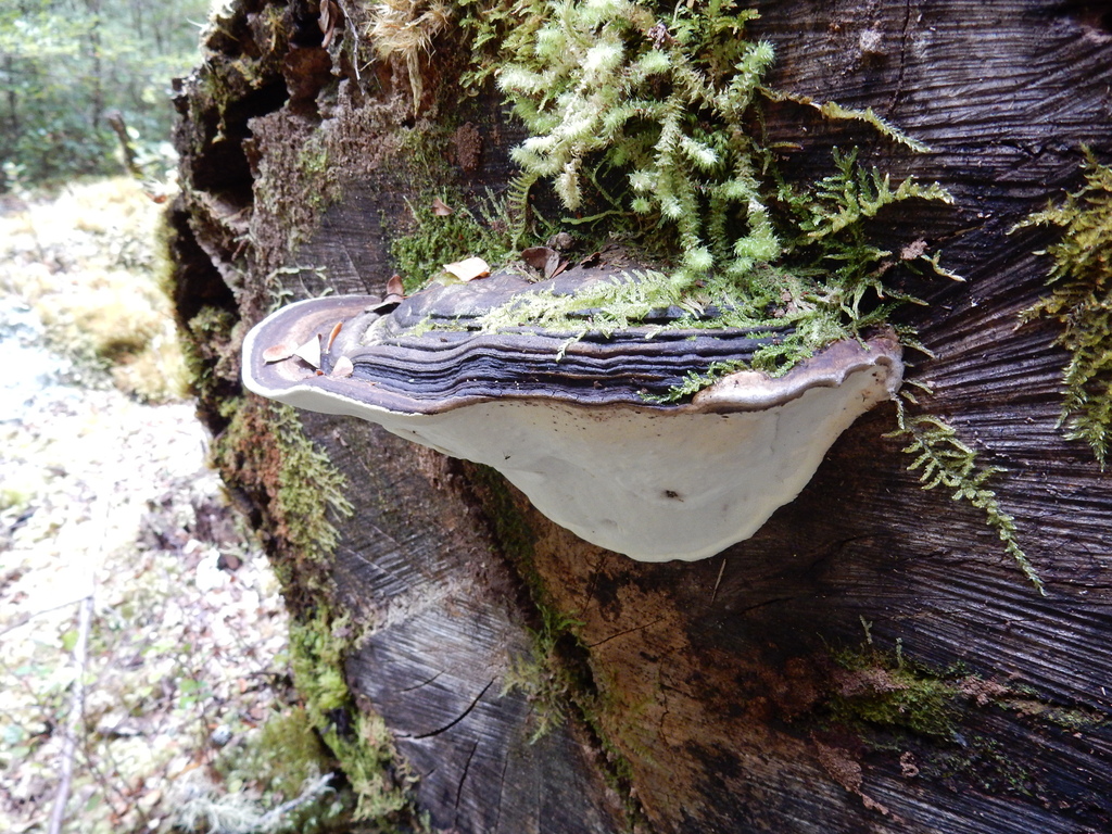 Neofomitella hemitephra · March 2025 · photo: © rayjackson (iNaturalist, cc-by)
