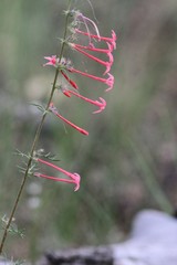 Ipomopsis aggregata collina