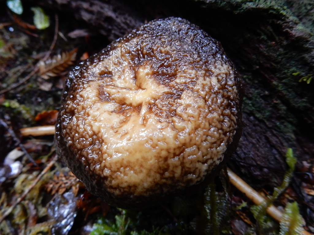 Lactifluus sepiaceus · March 2025 · photo: © rayjackson (iNaturalist, cc-by)