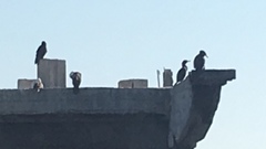 Nannopterum brasilianum