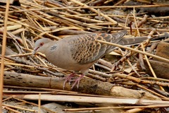 Streptopelia orientalis