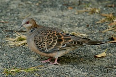 Streptopelia orientalis