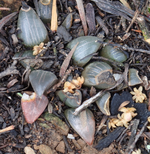 Haworthia bayeri