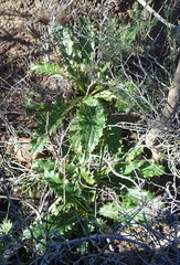 Berkheya carlinoides