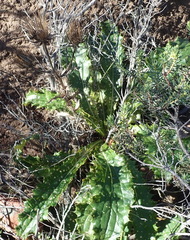 Berkheya carlinoides