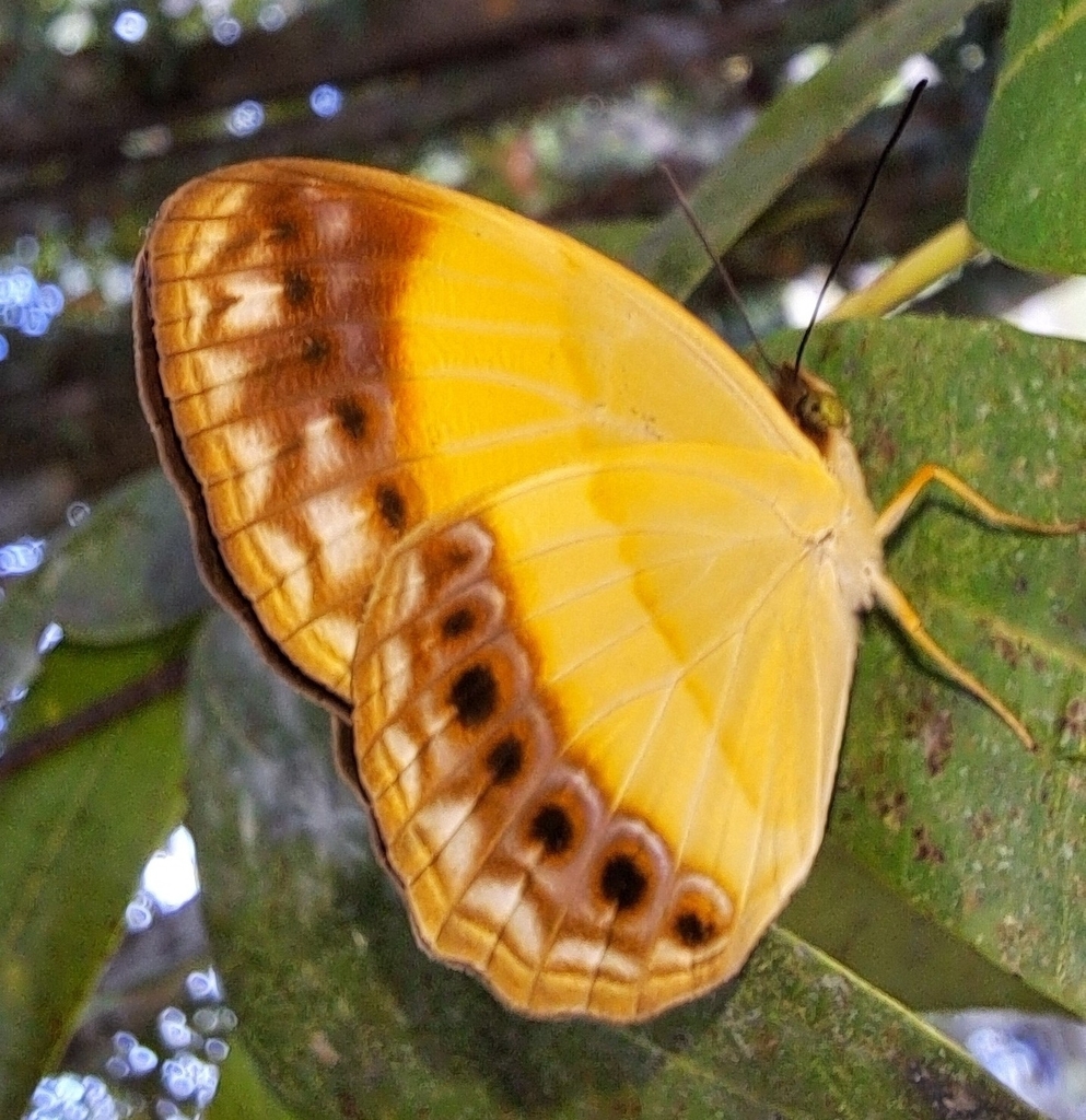 Cupha prosope (Cupha prosope)