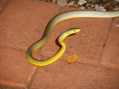 Common Tree Snake sighting