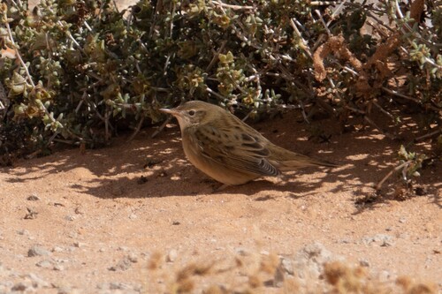 Common Grasshopper Warbler (Locustella naevia), photo 1
