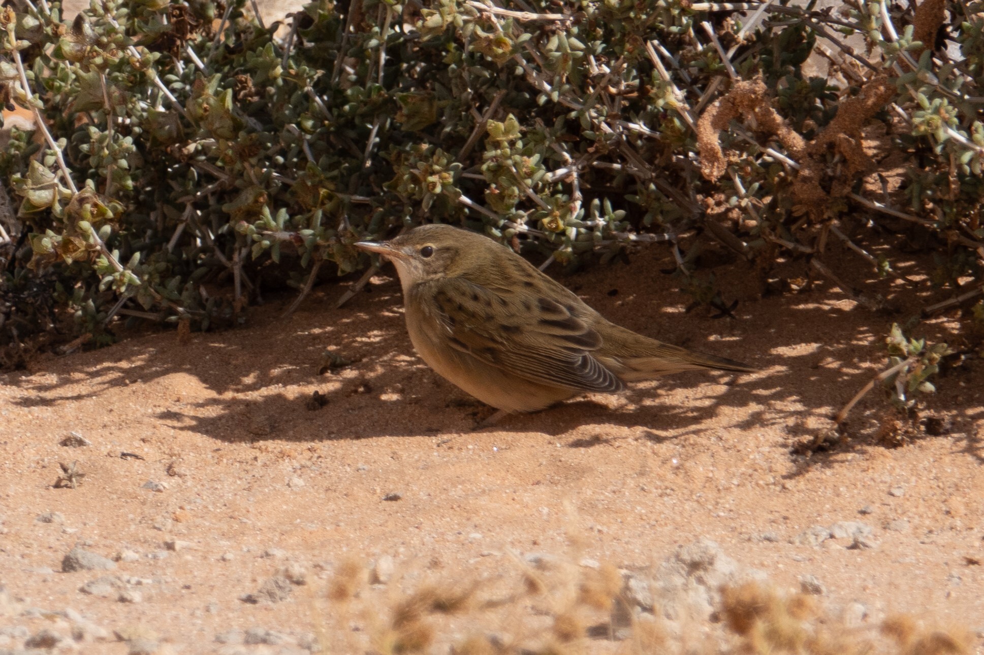 Common Grasshopper Warbler (Locustella naevia)