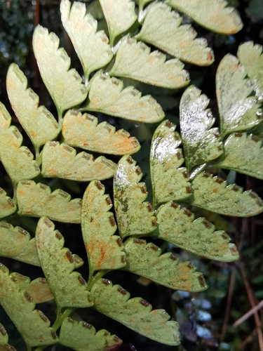 Osmolindsaea odorata iNat (1)