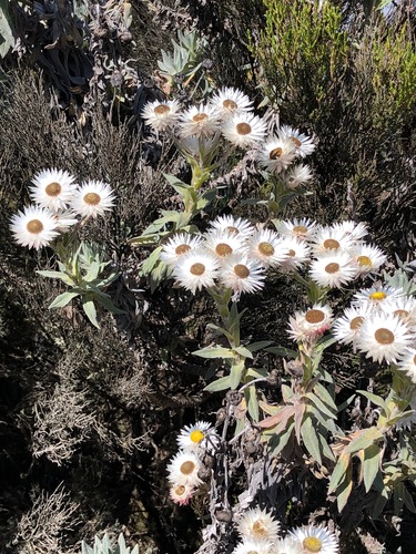 Helichrysum formosissimum image