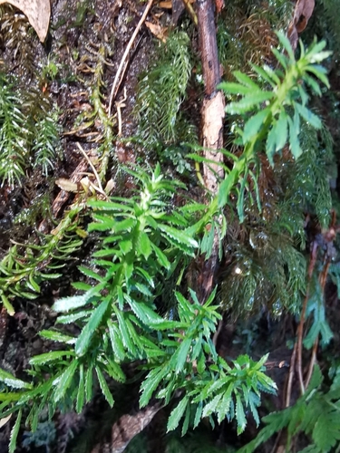 Huperzia serrata iNat (2)