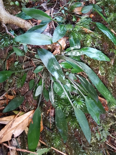 Chionographis koidzumiana iNat (1)