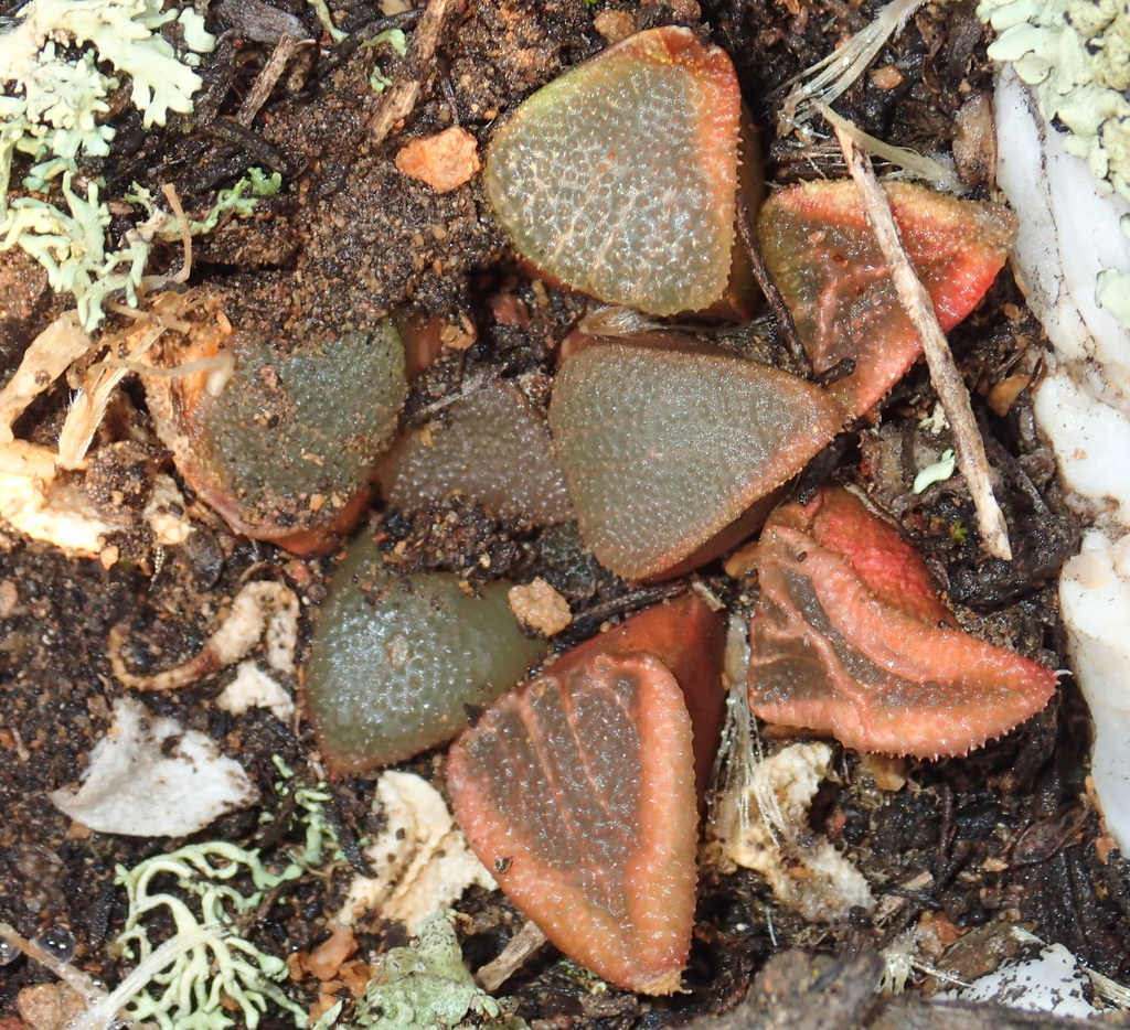 Haworthia bayeri, Western Cape, ZA