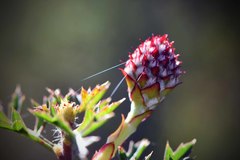 Petrophile diversifolia