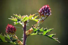 Petrophile diversifolia