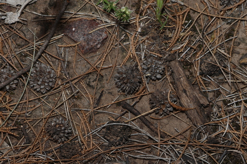 Image of Belah (Casuarina cristata) by (c) Greg Tasney, some rights reserved (CC BY-SA)