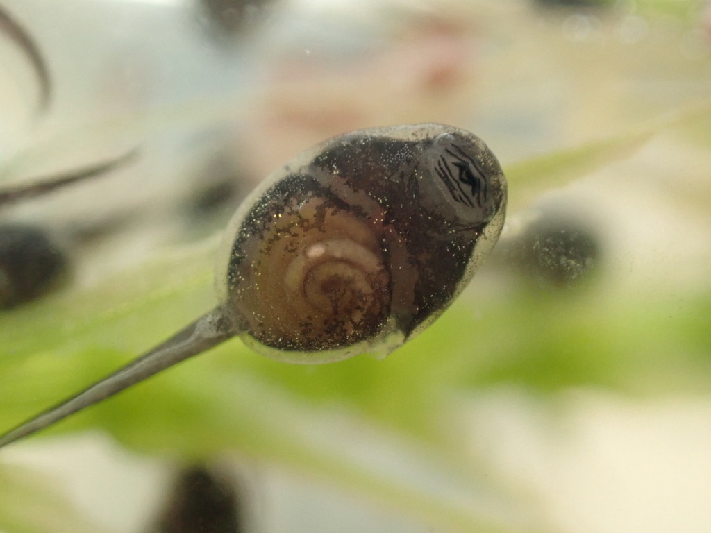 Asian Common Toad from 香港西貢 on March 21, 2025 at 03:26 PM by tcwong9 ...