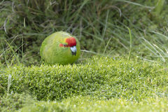 Red-Crowned Parakeet photo 2