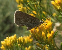 Satyrium semiluna