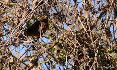 Cyanoloxia glaucocaerulea