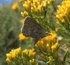 Satyrium semiluna