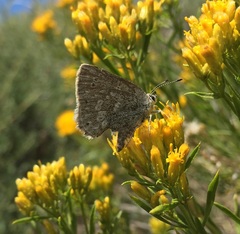 Satyrium semiluna