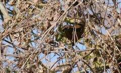 Cyanoloxia glaucocaerulea