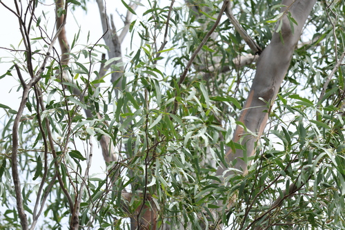 Image of Eucalyptus woollsiana by (c) Greg Tasney, some rights reserved (CC BY-SA)
